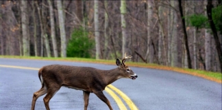 Deer crossing rural road in West Virginia