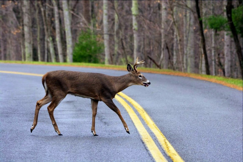Deer crossing rural road in West Virginia