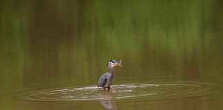 Heron at Beech Fork State Park