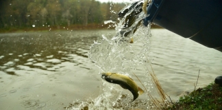 A trout is released into a West Virginia stream