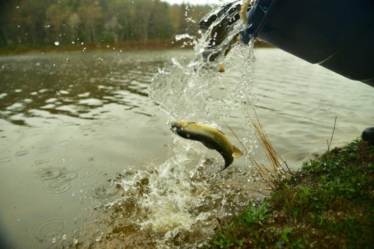 With changes, W.Va. trout stocking begins Jan. 2