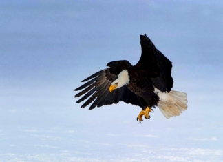 Bald eagle populations are growing in West Virginia