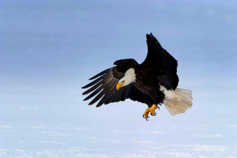 Eagle population in West Virginia growing