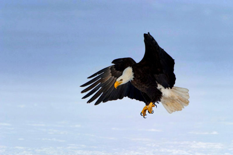 Bald eagle populations are growing in West Virginia
