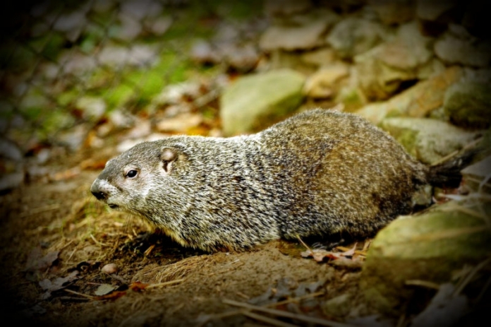 Groundhog Day at WV Wildlife Center French Creek Freddie is inviting the public to join him Feb 2 at French Creek.