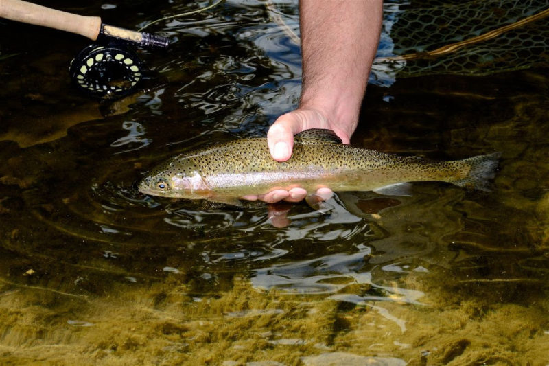  Friday and Saturday trout stockings will begin March 2 in waters within and near selected West Virginia state parks.