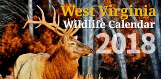 Re-introduced to West Virginia, an elk is featured on the front of the new W.Va. DNR wildlife calendar.