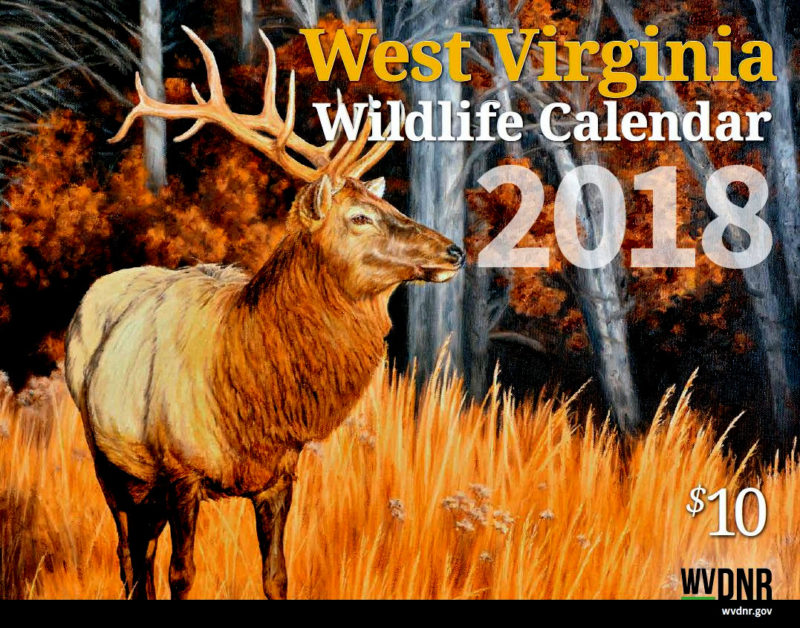 Re-introduced to West Virginia, an elk is featured on the front of the new W.Va. DNR wildlife calendar.