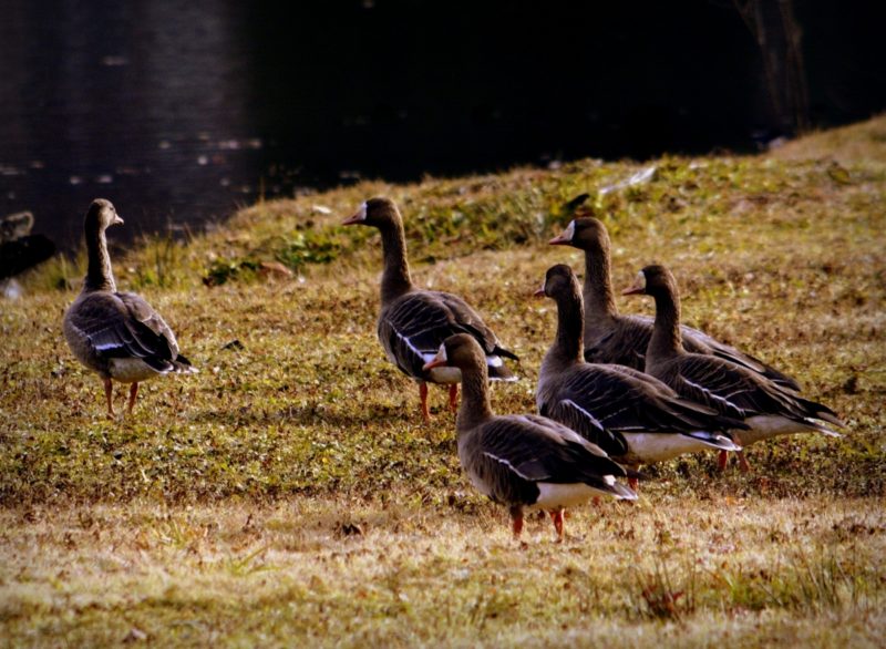 Greater White-Fronted Geese gather near a pond