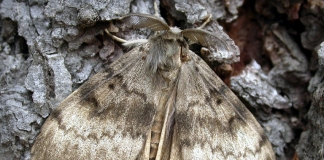 Gypsy Moth in West Virginia