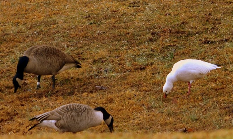 A Ross's Goose stands out in a crowd