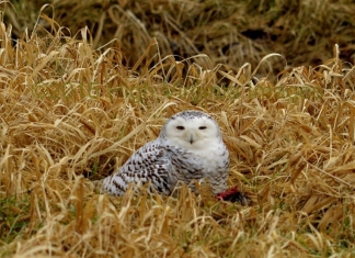 A Snowy Owl crouches in grass