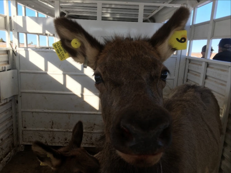 Arizona elk to be released in Logan County, W.Va.