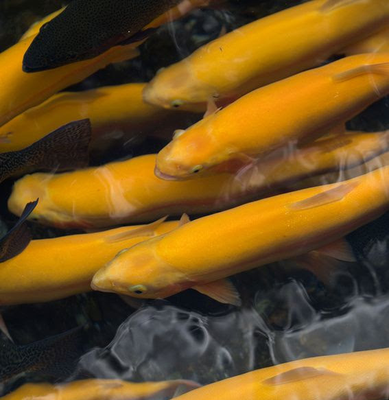 DNR expands W.Va. Gold Rush trout stockings by 20 waters