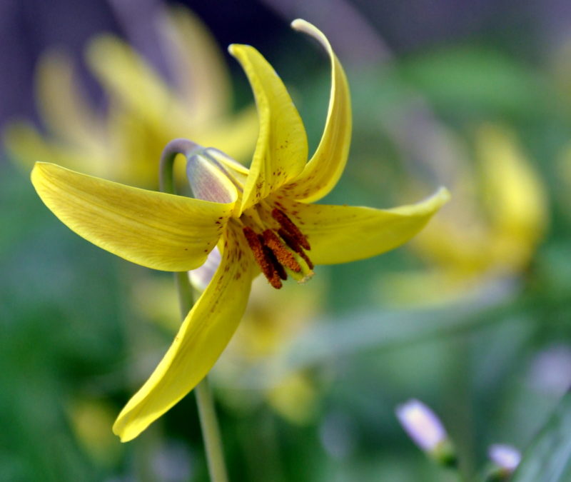 A yellow spring flower blossoms on an Allegheny ridge top.