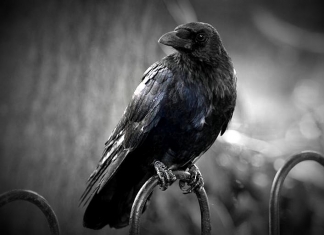 Might Edgar Allen Poe's "The Raven" have been penned while the author was visiting West Virginia?