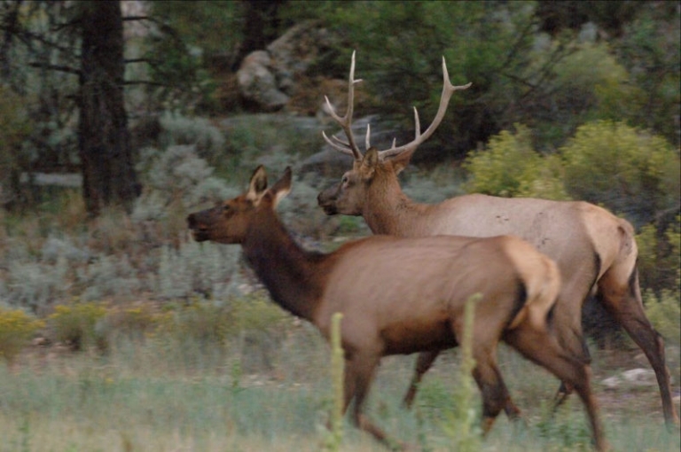 Fifty elk to be released 
