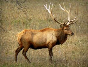 An elk stands in the southern West Virginia landscape, where the species has been reestablished after an absence of more than a century.