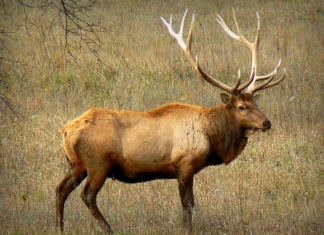 Fifty elk will be released in the Tomblin Wildlife Management Area