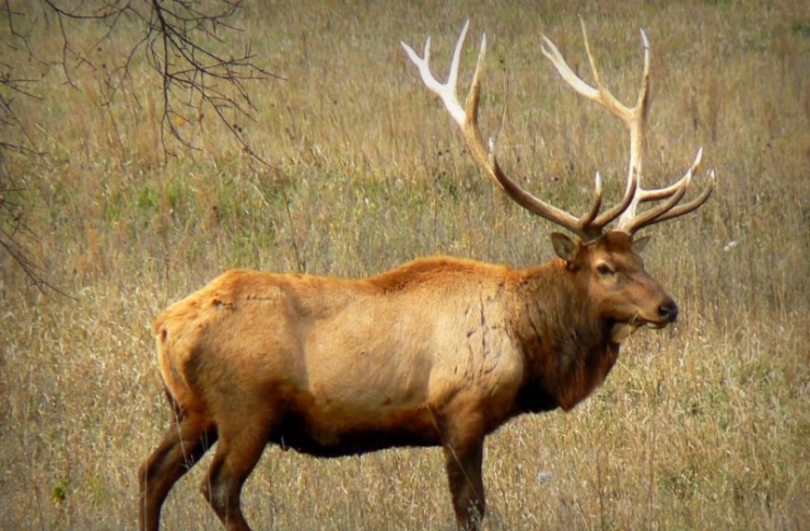 Fifty elk will be released in the Tomblin Wildlife Management Area