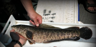 Invasive Northern Snakehead dumped in Opequon Creek according to state, federal officials.