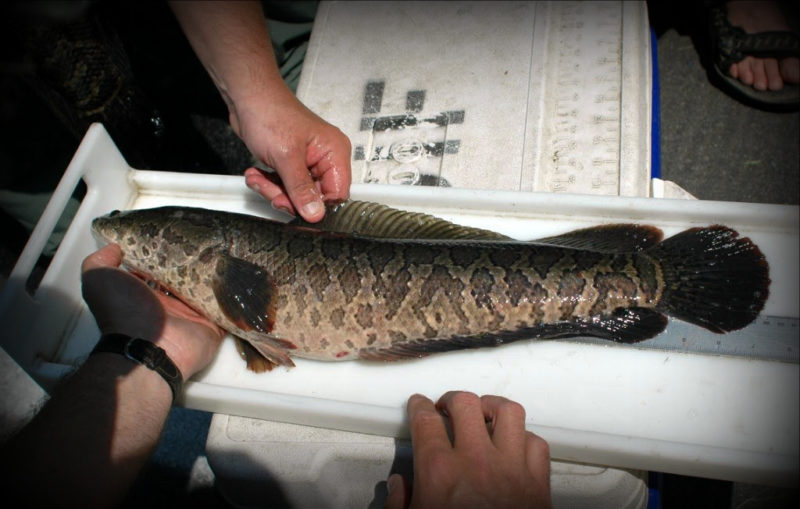 Invasive Northern Snakehead dumped in Opequon Creek according to state, federal officials.