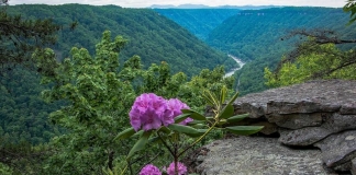 Rhododendron Catawbiense grows wild on the rim of the New River Gorge Photo courtesy Rick Burgess.