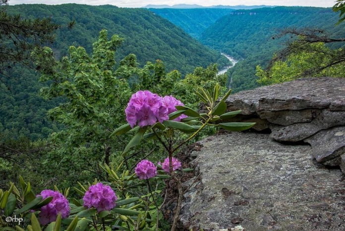 Rhododendron Catawbiense Rhododendron Catawbiense grows wild on the rim of the New River Gorge Photo courtesy Rick Burgess.