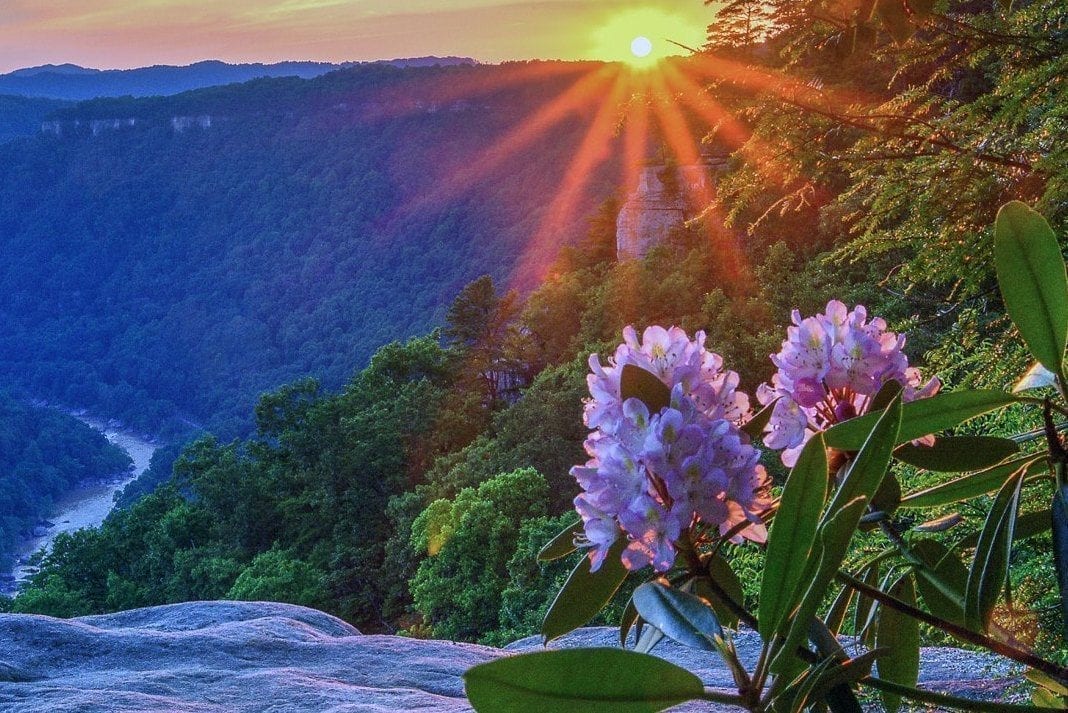 Pale pink flowers of Great Rhododendron blossom along the rim of the New River Gorge. (Photo by Rick Burgess)