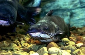 Catfish may be taken by hand in W.Va.