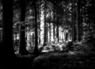 Forest near Grafton, West Virginia, out of which the Grafton Monster allegedly appeared.