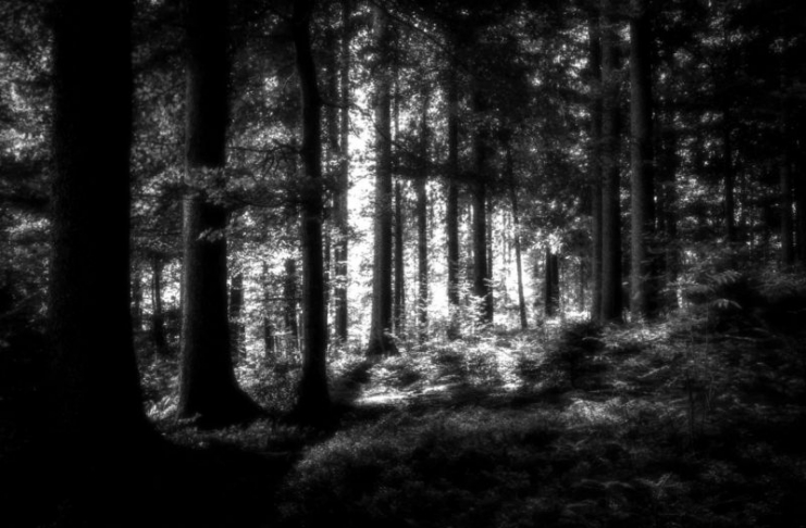 Forest near Grafton, West Virginia, out of which the Grafton Monster allegedly appeared.