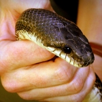 Non-venomous West Virginia snake