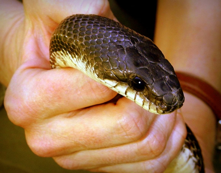 “Snakes of West Virginia” program coming to Holly River State Park