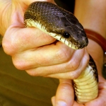 Ranger handles West Virginia snake