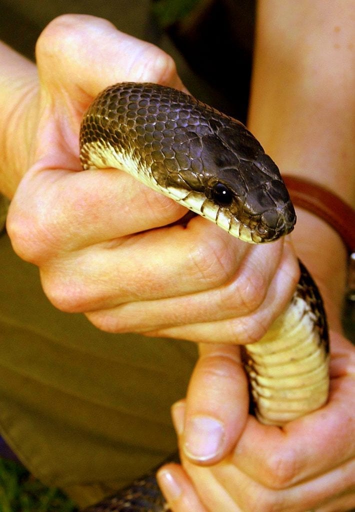 A park ranger handles a non-venomous West Virginia snake. Photo courtesy W.Va. Dept. of Commerce