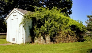 Mounded root cellars accompany most residences in Arthurdale.