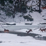 Deer on Beaver Creek by Beni Holley