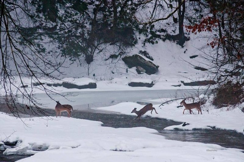 Deer cross Beaver Creek at Beaver, WV.
