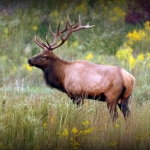 Elk near Logan West Virginia (WV)