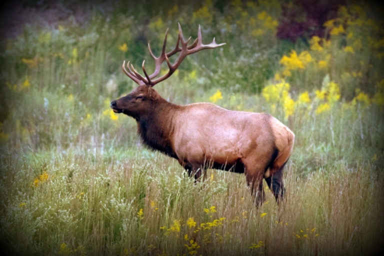 Tours of new W.Va. elk preserve set for Sept., Oct. 2018