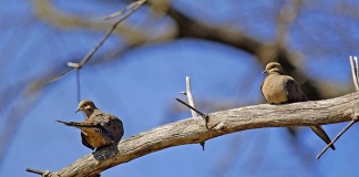 Mourning Doves pair on a leafless branch in West Virginia.
