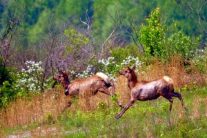 Young elk spring across a clearing in Logan County, West Virginia (WV).