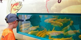 A youth watches golden trout swim at a West Virginia wildlife exhibit.