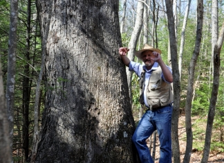 David Sibray inspects some of the many large trees that grow along the Polls Plateau Trail.