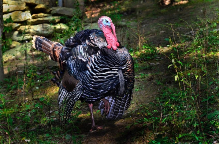 A wild turkey puffs up while strutting through the West Virginia forest.