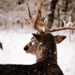 White-tailed buck in winter