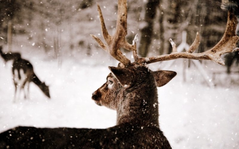 Death by hunter: a buck considers the approach of winter