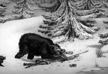 "The bear suddenly came down on the hunter's chest and as he did so, Bill caught him by the scruff of the neck and hacked with his knife until he was able to pierce the animal's brain."