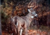 Deer hunting is an increasingly popular sport in West Virginia.